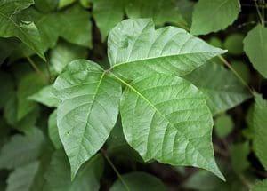 http://ontariotrees.com/main/species.php?id=2069