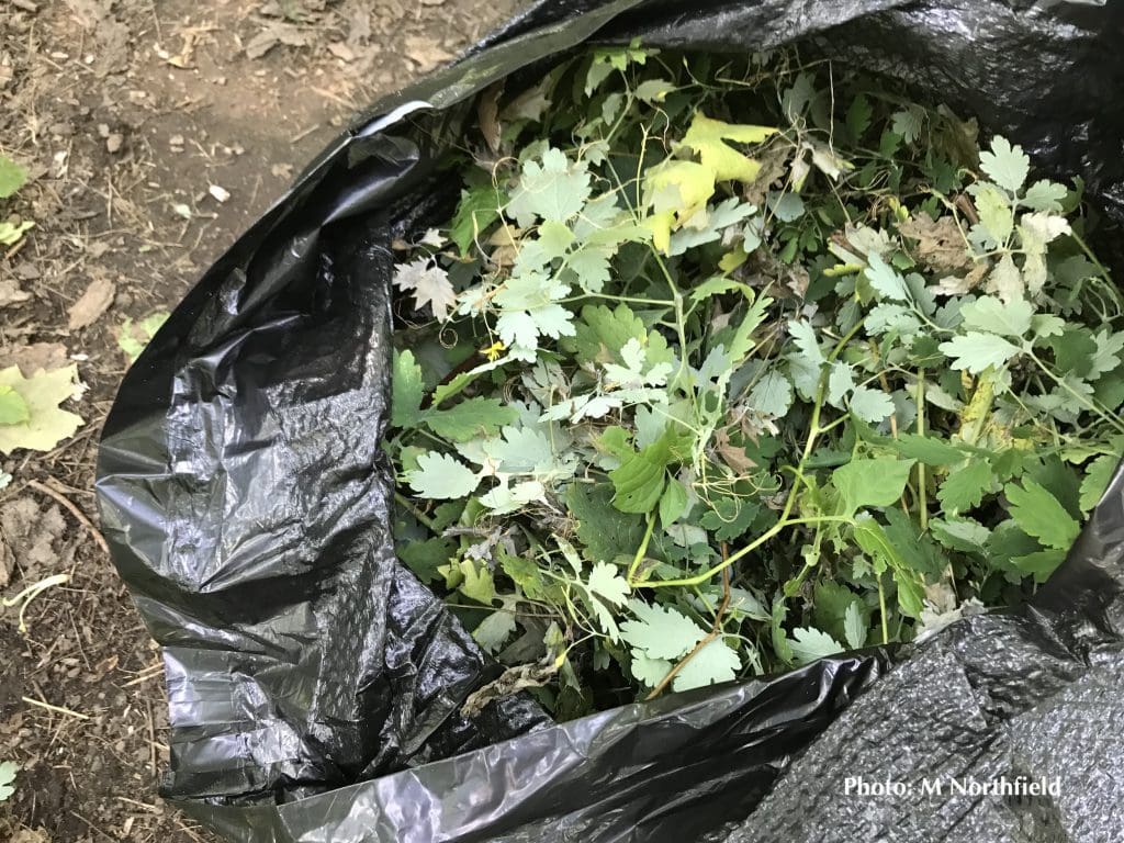 greater celandine