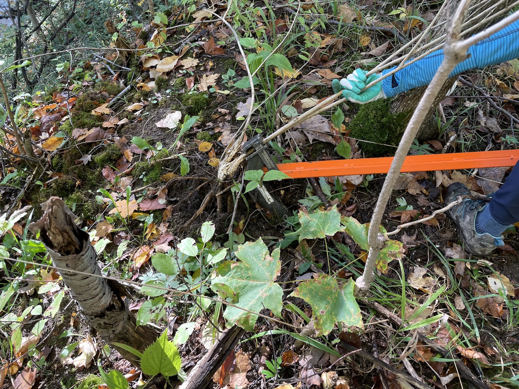 Extracting Honeysuckle