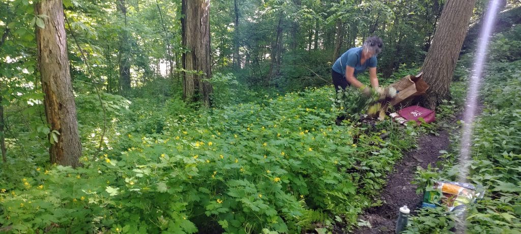 greater celandine